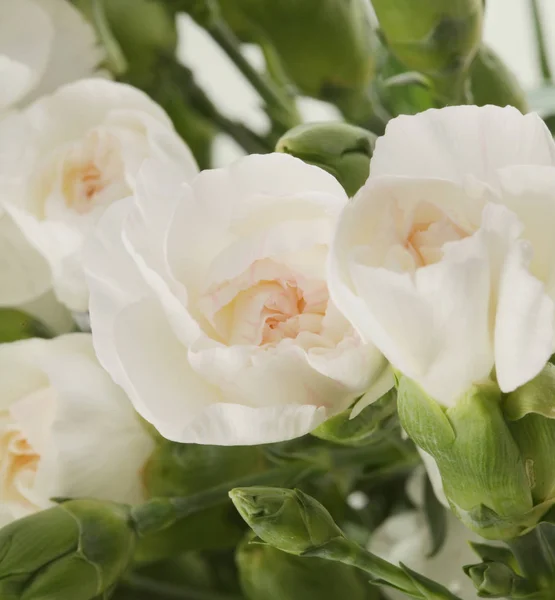 Ramo Flores Fondo Claveles Rosados — Foto de Stock