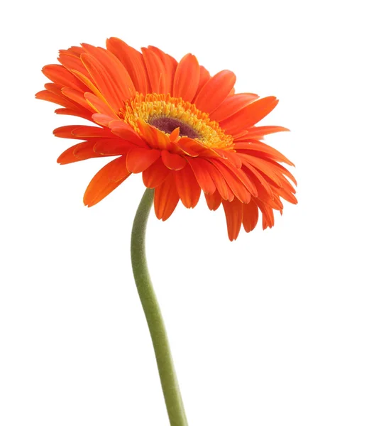 Rode Gerbera Bloem Geïsoleerd Wit — Stockfoto