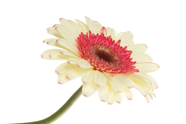 Vita Och Röda Gerbera Blomma Isolerad Vit — Stockfoto