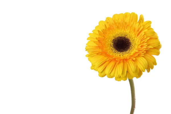 Gele Gerbera Bloem Geïsoleerd Wit — Stockfoto