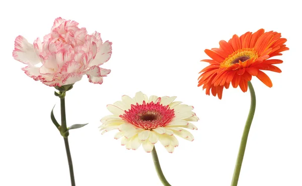 Květ Karafiát Gerbera Izolované Bílém Kolekce — Stock fotografie