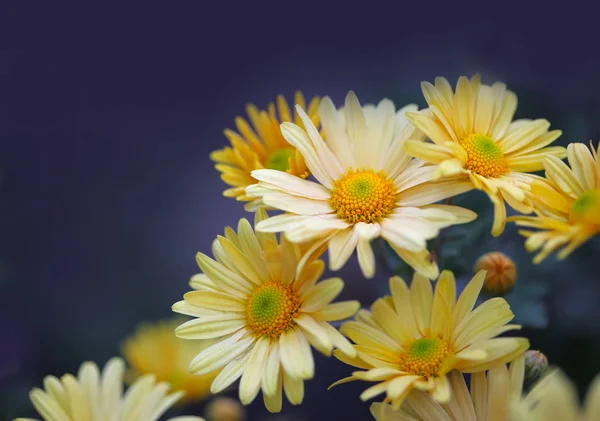 Kamomill Gula Blommor Blå — Stockfoto