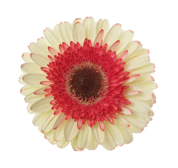 Beyaz Kırmızı Gerbera Çiçek Üzerinde Beyaz Izole — Stok fotoğraf