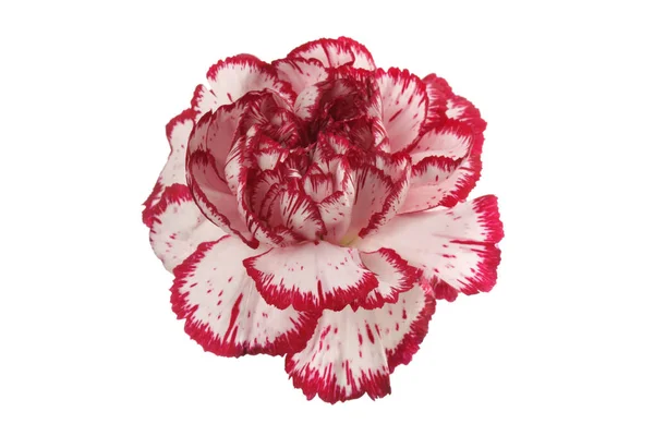 Biały Czerwony Goździk Kwiat Białym Tle — Zdjęcie stockowe
