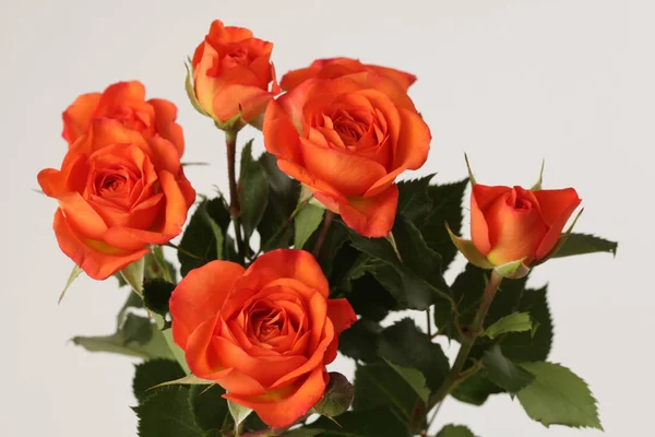 Rose Rosse Bouquet Fiori Sfondo Grigio — Foto Stock
