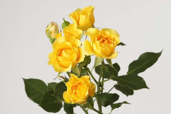 Rosas Amarelas Buquê Flores Fundo Cinza — Fotografia de Stock