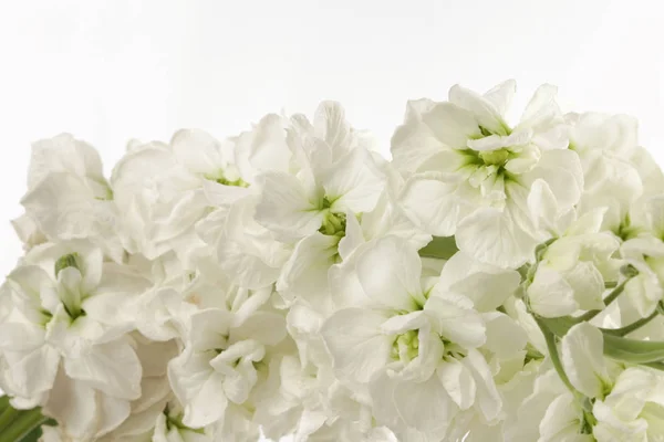 Fiore Bianco Bouquet Sfondo — Foto Stock