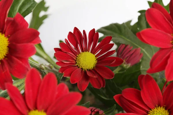 Fiore Rosso Sfondo Della Natura — Foto Stock