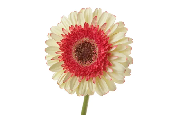 Elszigetelt Fehér Gerbera Fehér Vörös Virág — Stock Fotó