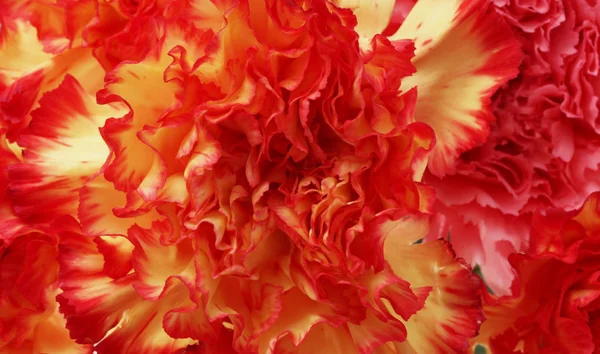 Pétalos Flor Roja Fondo Naturaleza Macro —  Fotos de Stock