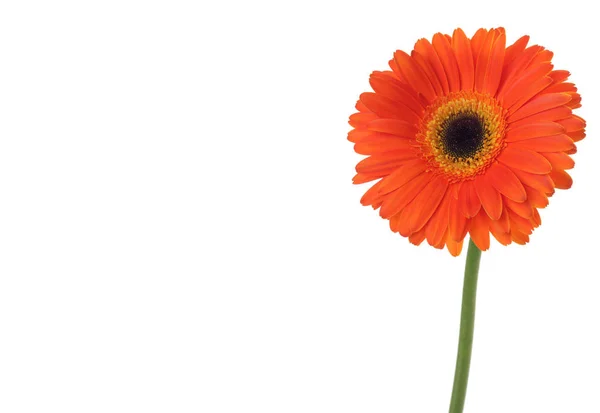 Flores Gerberas Anaranjadas Rojas Aisladas Blanco — Foto de Stock