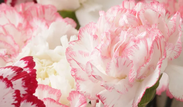 Pembe Beyaz Karanfil Çiçek Buketi — Stok fotoğraf