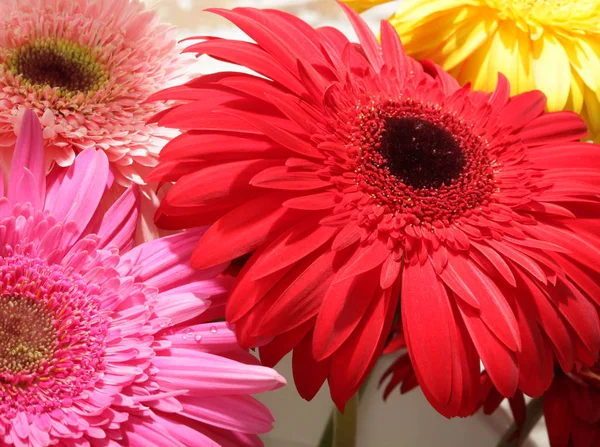 분홍색 Gerbera 꽃다발 — 스톡 사진