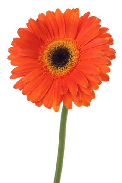 Orange Röd Gerbera Blomma Isolerad Vit — Stockfoto