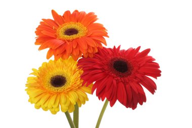 Beyaz izole kırmızı ve sarı gerbera çiçek buketi.