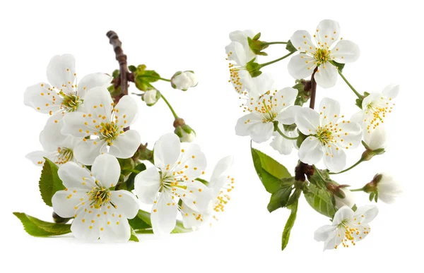 Cherry Twig Bloom Isolated White — Stock Photo, Image