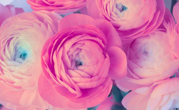 Pembe Anemon Çiçeği Çiçek Buketi Arka Plan — Stok fotoğraf
