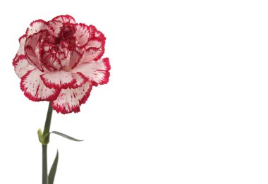 Beyaz ve kırmızı karanfil çiçek üzerinde beyaz izole. 