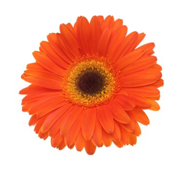 Portakal (kırmızı) gerbera çiçek üzerinde beyaz izole.