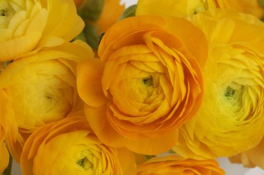 Sarı anemon çiçeği çiçek buketi arka plan