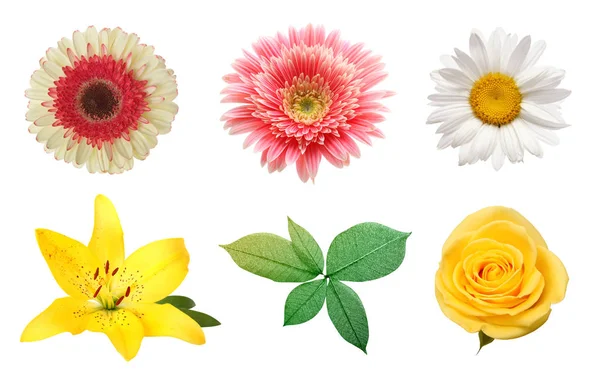 Rose Gerbera Kamillenblüte Isoliert Auf Weiß Sammlung — Stockfoto