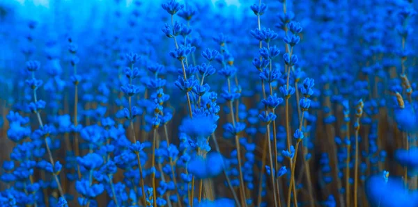 Flores Lavanda Azul Campo —  Fotos de Stock
