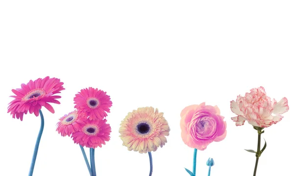Pink Carnation Anemone Gerbera Bloem Geïsoleerd Wit Collectie — Stockfoto