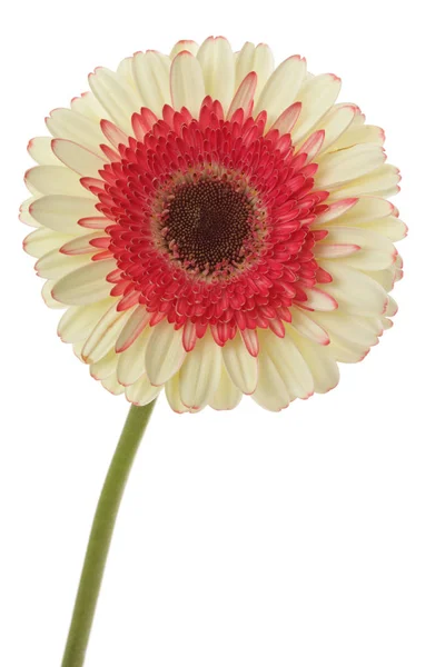 Witte Rode Gerbera Bloem Geïsoleerd Wit — Stockfoto