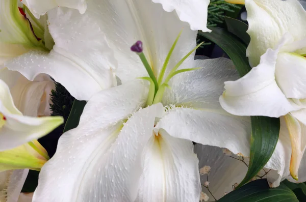 Fond Bouquet Fleurs Lily — Photo