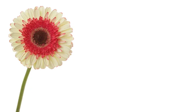 Witte Rode Gerbera Bloem Geïsoleerd Wit — Stockfoto