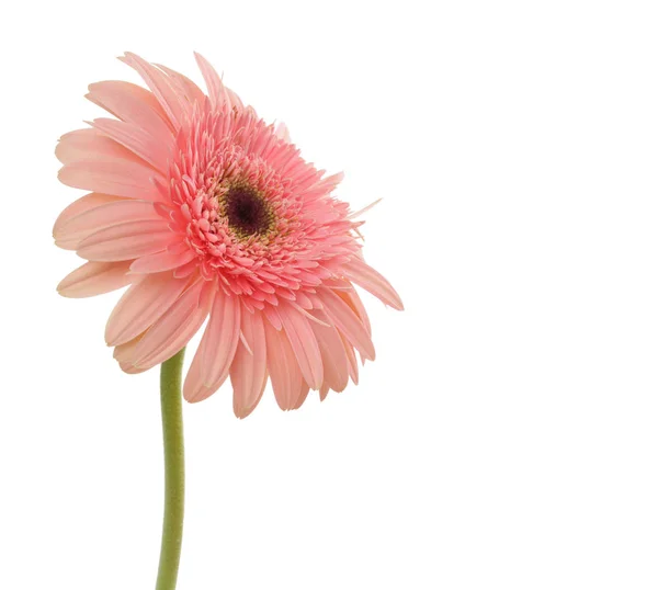 Gerbera Csokor Virág Elszigetelt Fehér Pink — Stock Fotó