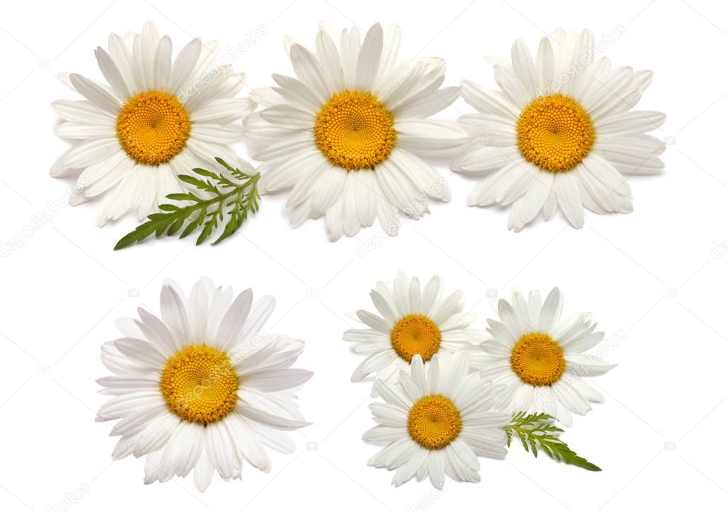 Chamomile daisy flower isolated on white. Collection.