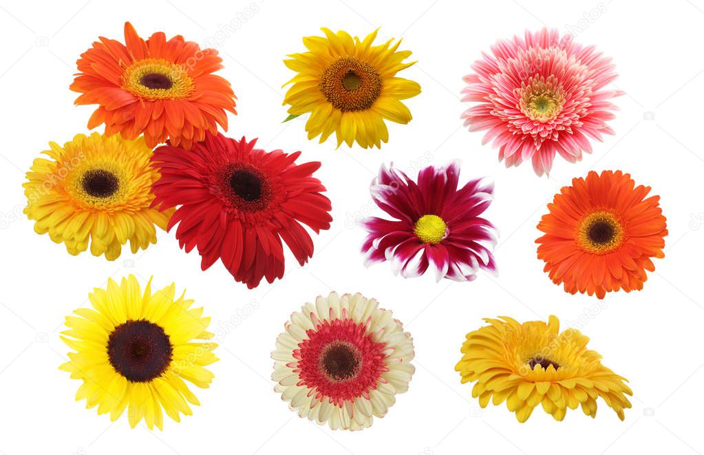 Gerbera, chamomile, sunflower lower isolated on white. Collection.
