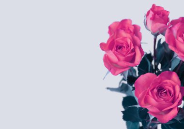 Tek tip gri arka plan üzerinde kırmızı gül çiçek buketi