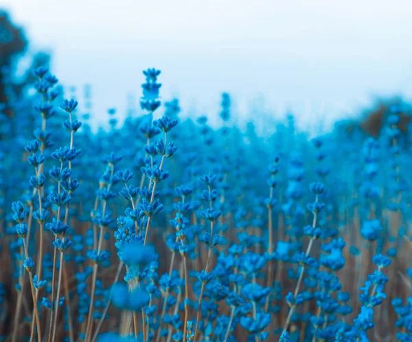 Lavendel Blauwe Bloemen Veld — Stockfoto