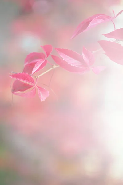 Herbstlich Rosa Blatt Zweig Natur Heller Hintergrund Weicher Fokus — Stockfoto