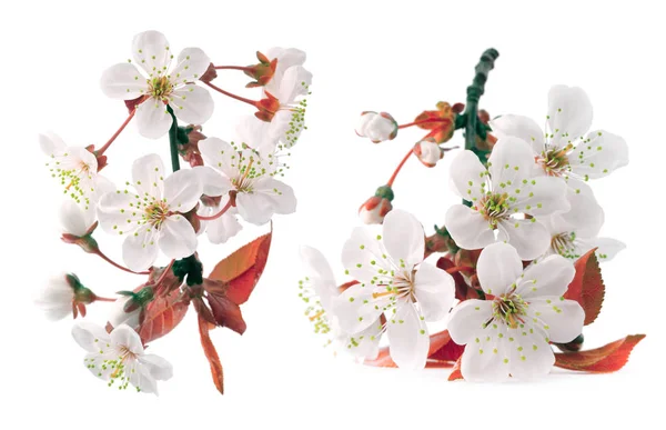 Cseresznye Ágakat Elszigetelt Fehér Virágos — Stock Fotó