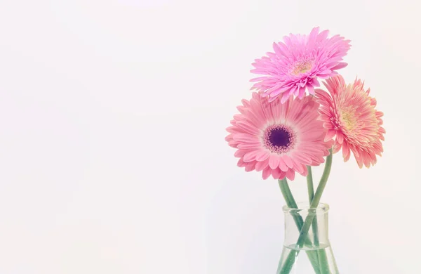 Gerber Ροζ Λουλούδι Μπουκέτο Μαλακό Φως Γκρι Φόντο — Φωτογραφία Αρχείου