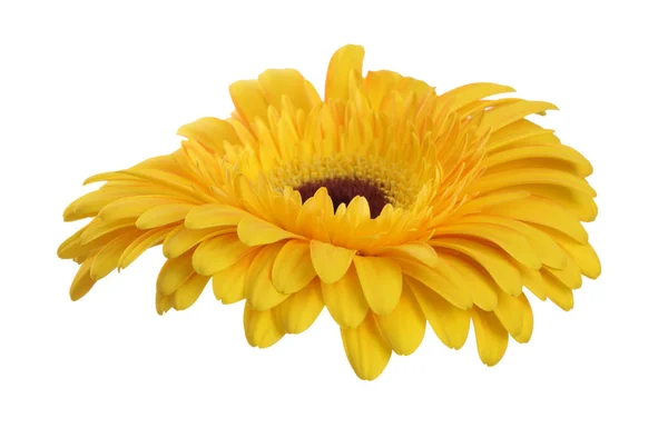 Gele Gerbera Bloem Geïsoleerd Wit — Stockfoto