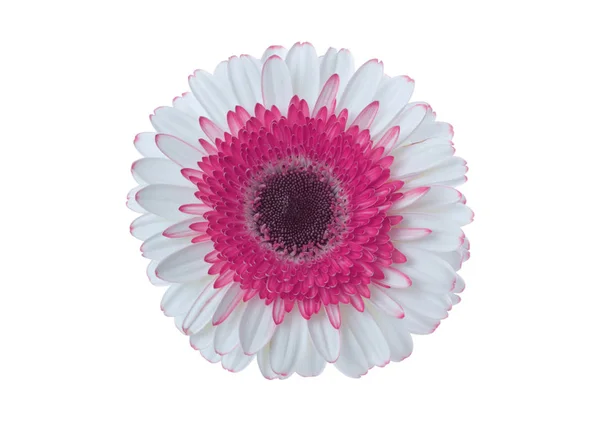 Beyaz Kırmızı Gerbera Çiçek Üzerinde Beyaz Izole — Stok fotoğraf