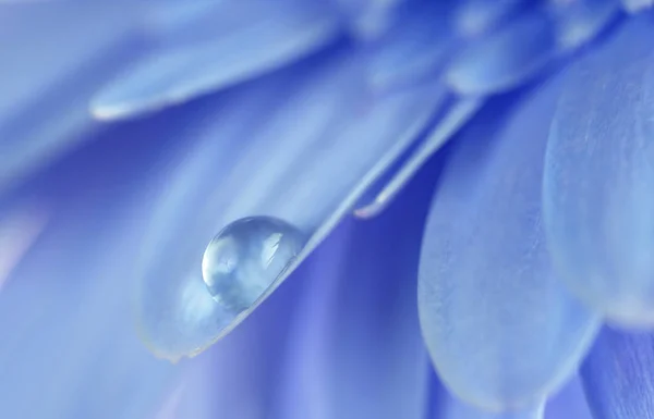 Квітка Краплями Води Сині Тони Який Фокус Зроблено Макро Єктивом — стокове фото