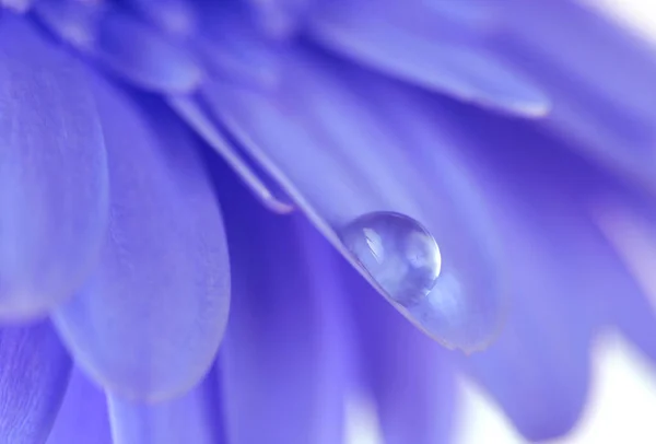Blume mit Wassertropfen. Weichzeichner. mit Makro-Linse. — Stockfoto