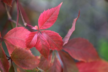 sonbahar yaprak şube