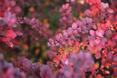 sonbahar kırmızı yaprak dalı. 