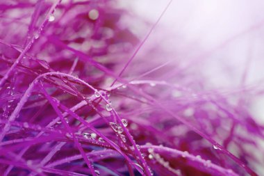 Abstract nature background. Grass with water drops.