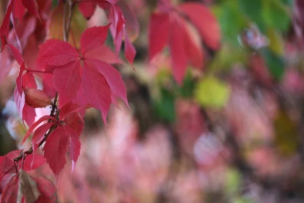 秋の葉の枝 — ストック写真