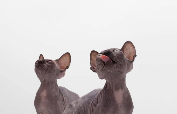 Dwa łysy Sfinks kot (Sphynx). Wyglądam kotek. — Zdjęcie stockowe