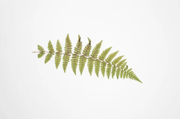 Fern leaf on light background — Stock Photo, Image