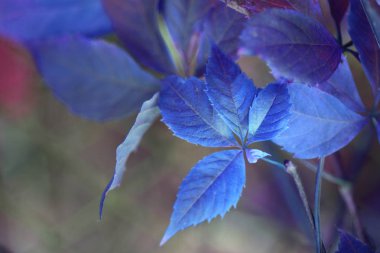 Mavi yaprak dalı. Yumuşak odaklama.
