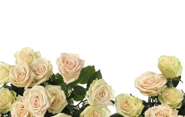 Rose Flower cornice bouquet sfondo . — Foto Stock